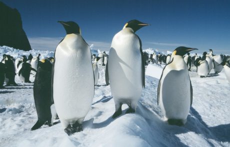 Na Antarktiki je precej več kolonij cesarskih pingvinov, kot so strokovnjaki domnevali doslej