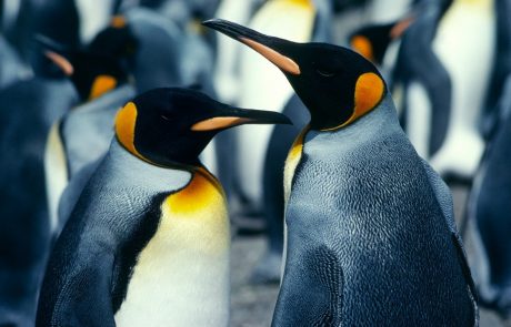 Homoseksualni pingvinji par v berlinskem živalskem vrtu se pripravlja na starševstvo: “Samca se obnašata kot prava starša, izmenjujeta se pri gretju jajca”