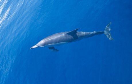 Delfine so v Jadranskem morju sistematično iztrebljali, zato jih v Tržaškem zalivu srečamo le redko