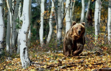 Na Kočevskem ustrelili medveda, ki se je prepogosto približeval ljudem