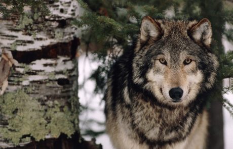 Sodišče EU: Volkovi zaščiteni tudi, če zaidejo v naselje