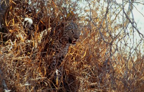 Divji leopard ubil osemletnega dečka