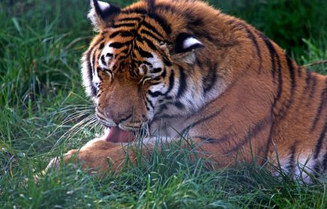 V New Yorku se je z novim koronavirusom okužil tiger, simptome kažejo tudi druge velike mačke