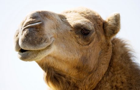 Znanstveniki odkrili razlog za veliko raznolikost kamel