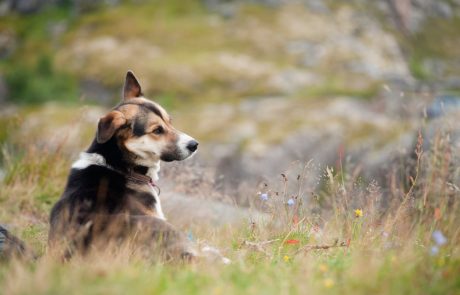 Lastniki psov na Norveškem zaskrbljeni zaradi smrtonosne nalezljive bolezni