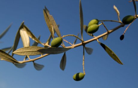 Svetovno nagrajeni slovenski oljkar: “Vsaka nagrada pripomore k temu, da utrdimo svoj ugled dobre pridelovalke visoko kakovostnih oljčnih olj.”