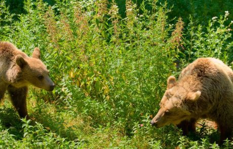 Slovenski medvedi koljejo po francoskih hribih