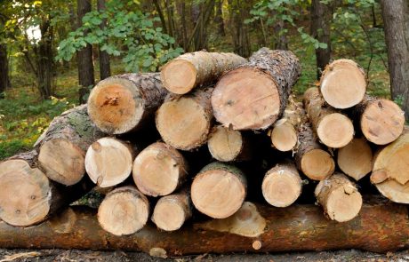 Slovenski les ni poceni: Za hlod gorskega javorja odštel 15.389 evrov