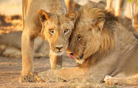 V zagrebškem živalskem vrtu dva leva s koronavirusom okužil nujn skrbnik
