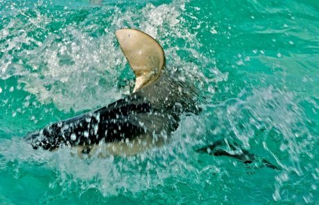 Savudrijski ribič v mrežo ujel osemmetrskega morskega psa