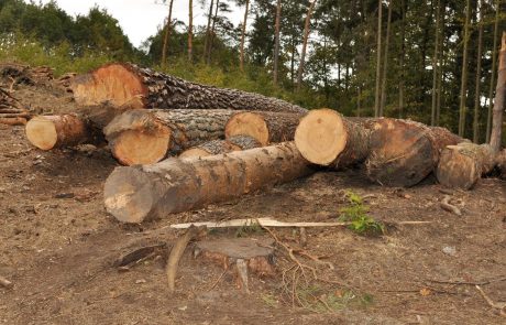 Med spravilom lesa umrl voznik traktorja