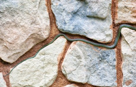 Avstralski rangerji so v Severnem teritoriju našli kačo s tremi očesi (foto)