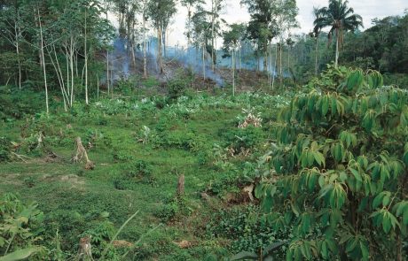 Svetovni voditelji obljubljajo ukrepanje glede krčenja gozdov
