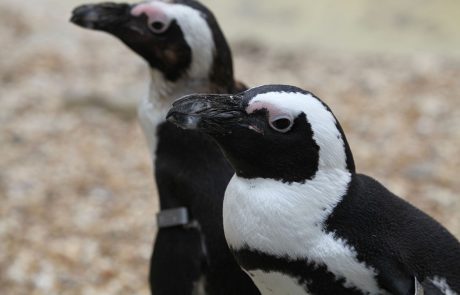 Gej pingvina dobila mladička, za katerega zdaj lepo skrbita