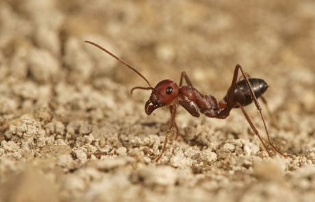 Puščavska mravljica v eni sekundi preteče razdaljo, ki ustreza 108 dolžinam njenega telesa