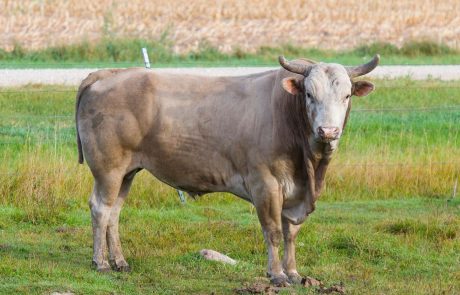 Pobesneli bik poškodoval dva Štajerca