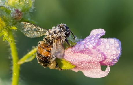 Napovedana pozeba najbolj skrbi čebelarje: “Mi proti naravi ne moremo nič”