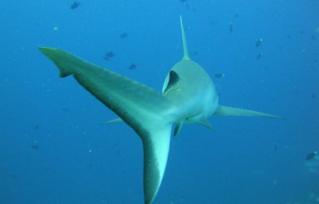 Dva napada morskih psov na priljubljenih avstralskih otokih v samo enem dnevu