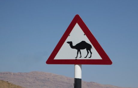 V Nemčiji pred trgovino čakala čreda kamel