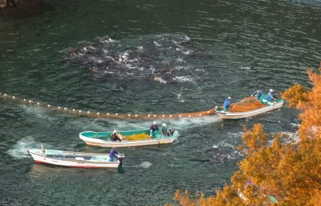 Japonci začeli s klanjem delfinov, ki bo trajalo kar pol leta