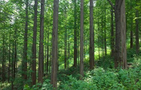 Na slovenske gozdove preži nova nevarnost: Invazivna tujerodna rastlina navadna barvilnica