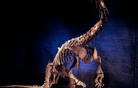 V dinozavrovih kosteh našli mehko tkivo