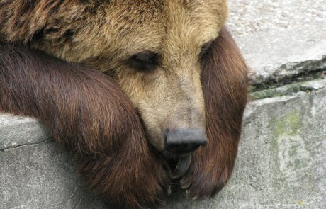 Kmetje z grožnjami dosegli odstrel medvedov in volkov