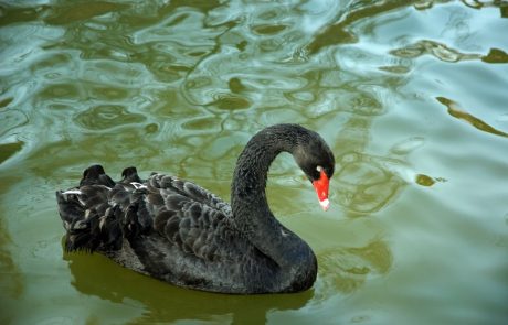 V ljubljanskem živalskem vrtu pri črnem labodu potrdili ptičjo gripo