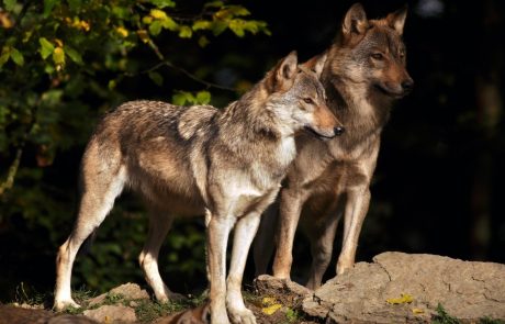 SLS za zakonit odstrel volka ponuja 500 evrov