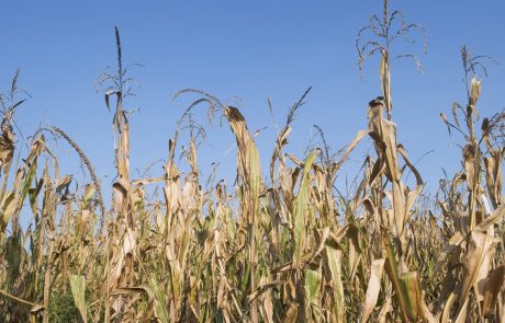 Letošnja suša že močno prizadela kmetijsko proizvodnjo