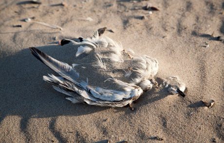 Na Ptujskem jezeru masovni pogin rečnih galebov