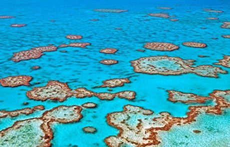 Vročinski val na velikem koralnem grebenu povzročil katastrofalno odmrtje koral
