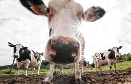 Iščejo se načini za zmanjšanje prispevka krav k podnebnim spremembam