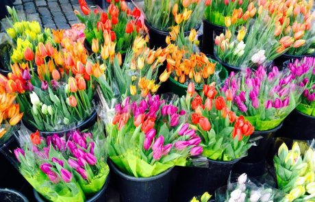 Triki, kako poskrbeti, da bodo tulipani ostali sveži dalj časa