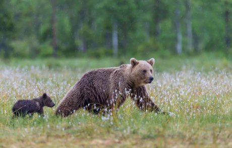Sodišče ugodilo lovskim željam po streljanju medvedov
