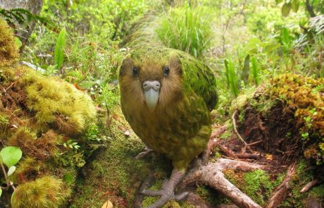 Na Novi Zelandiji odkrili ostanke velikanskega papagaja, ki bi odraslemu človeku segal do pasu