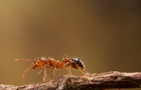 Teksas se spopada z norimi mravljami
