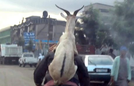VIDEO: Tako se kozam godi v Etiopiji!