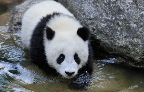 Panda Yang Yang v dunajskem živalskem je postala slikarka
