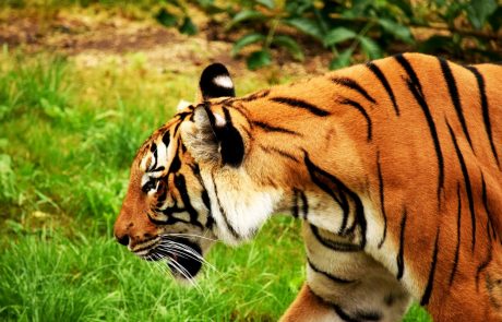 Tiger ubil skrbnico v živalskem vrtu