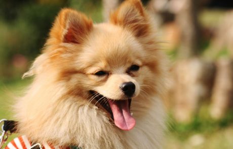 V Mariboru se bo ta vikend na pasjih razstavah predstavilo več kot 2000 psov iz 32 držav