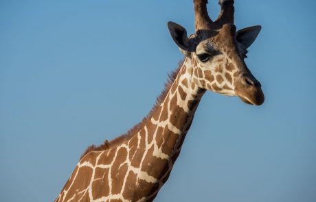 Žalostna novica: Žirafam grozi izumrtje