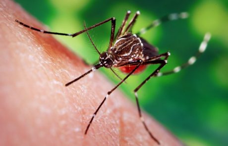 60.000 okuženih, 40 mrtvih: Argentina se sooča z rekordnim izbruhom mrzlice denga