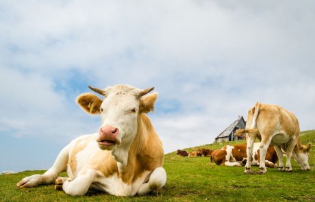 Slovensko mleko že na kitajskih trgovskih policah