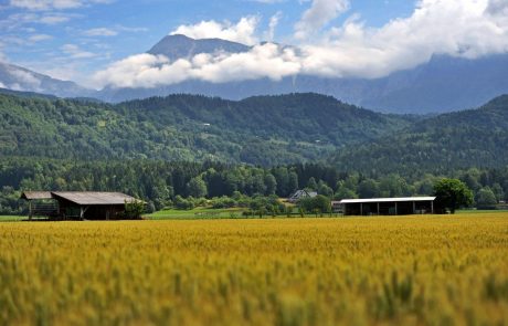Slovenija bo vodila mednarodni projekt za ekološko seme pšenice, krompirja, soje in ajde