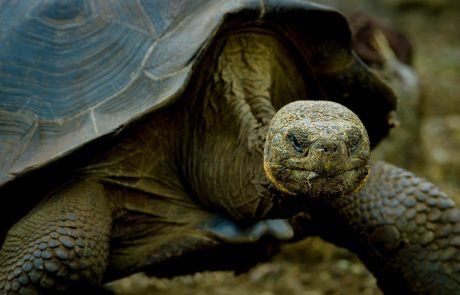 Starodavne želve velikanke nam pomagajo razumeti procese staranja pri ljudeh