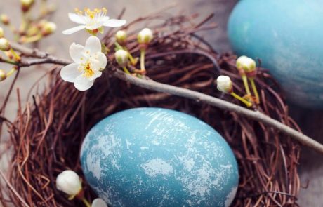 Barvanje velikonočnih jajc: Naravna modra barva za pirhe iz borovnic