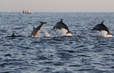 Raziskava pokazala, da imajo slovenski delfini svoje najboljše prijatelje