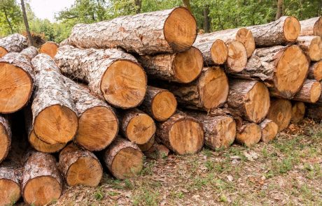 Gorenjec s krajo lesa pridobil 20.000 evrov protipravne premoženjske koristi