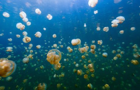 Povečan pojav meduz je povsem normalen, mirijo znansveniki